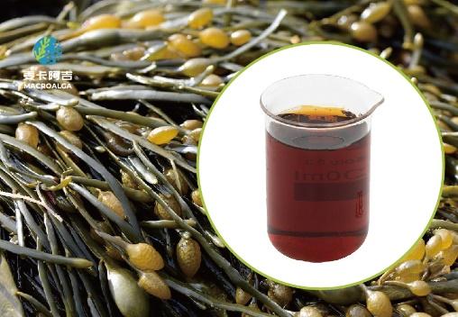 China Ascophyllum Nodosum Extract: Top Choices and What to Look For