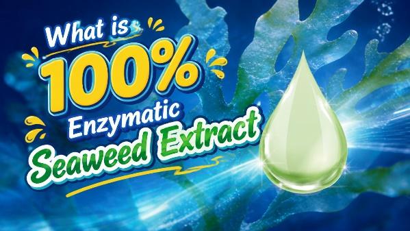 Reliable Seaweed Extract Original Manufacturer You Can Depend On
